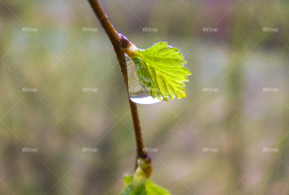 Drops of rain on the grass and spring foliage