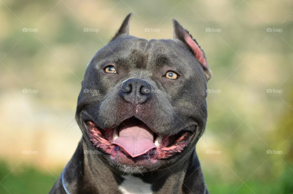 american bully dog