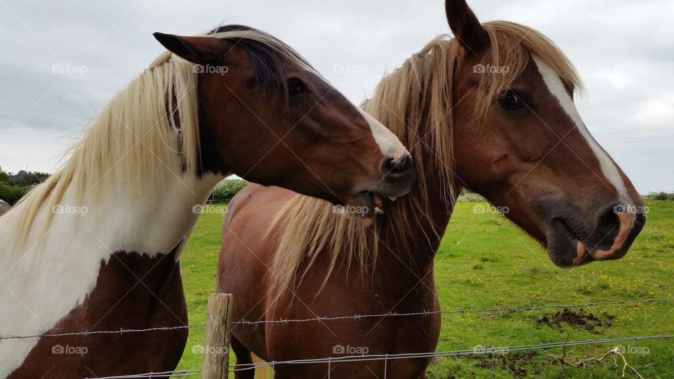Close-up of two horses in the field
