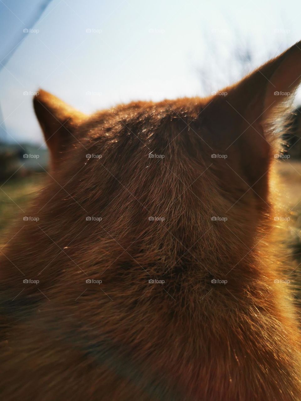 through the lens of cat