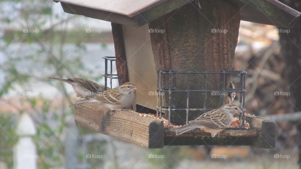 Birds eating in feeder