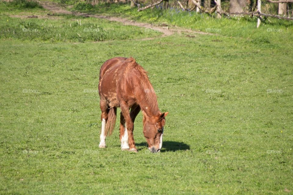 horse in the meadow