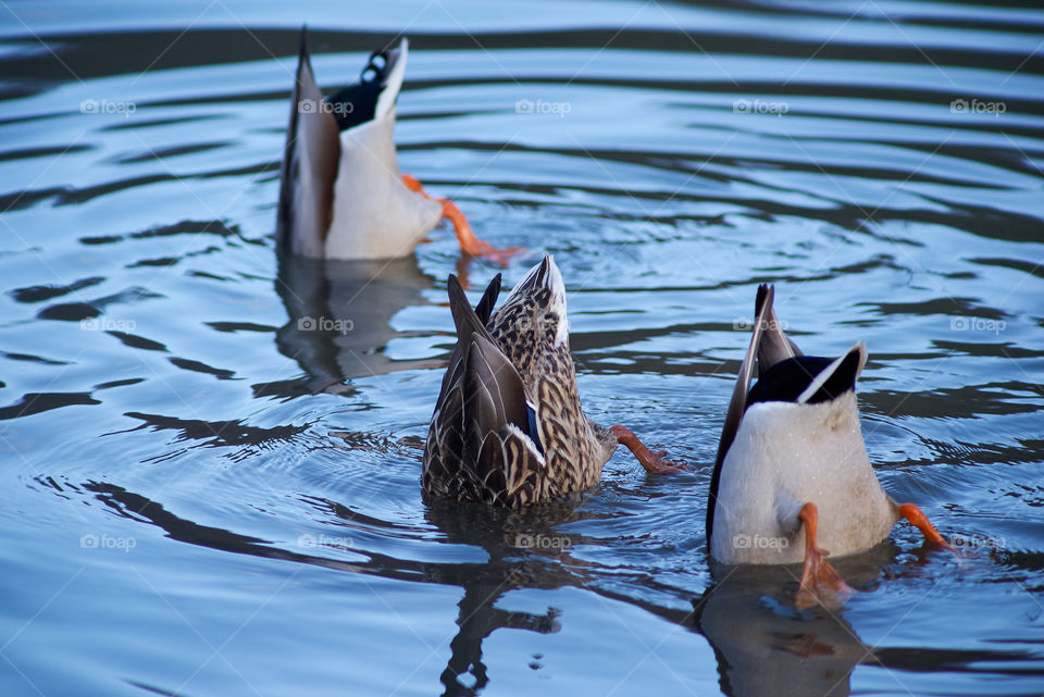 Synchronic ducks swing 
