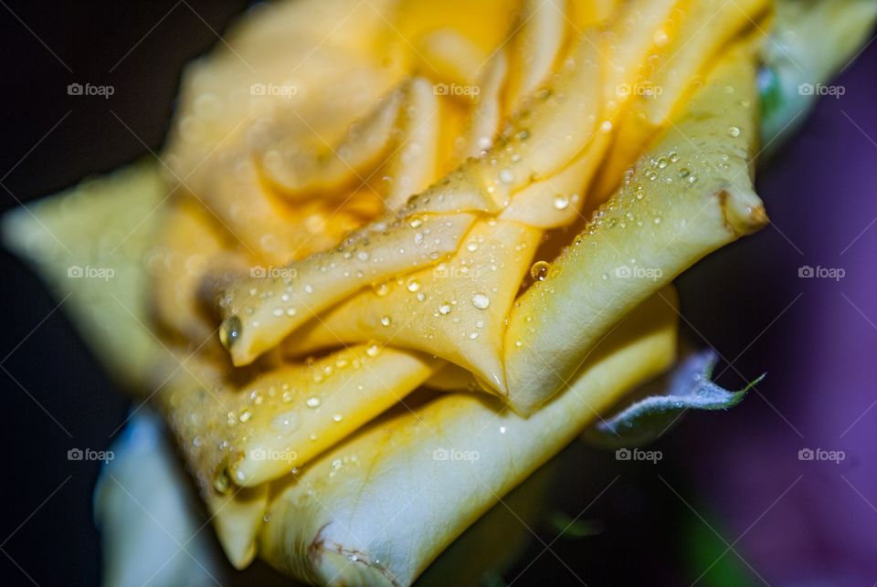 yellow rose 