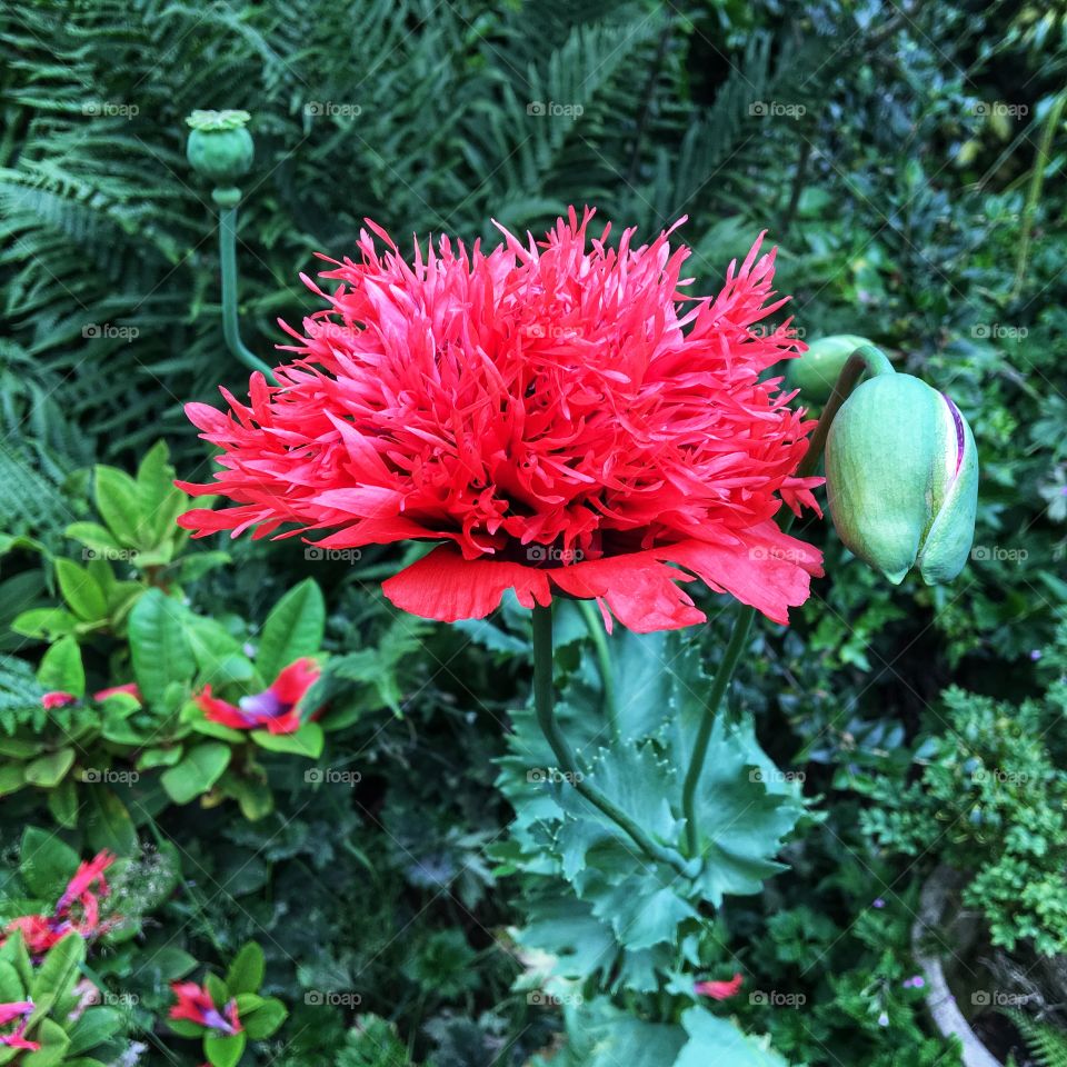 Mystery Tatty Poppy growing in my garden .. I did have another flower but that only lasted one day!!! The wind blew it away 😂 so I’ve snapped this photo to remember it 🌺