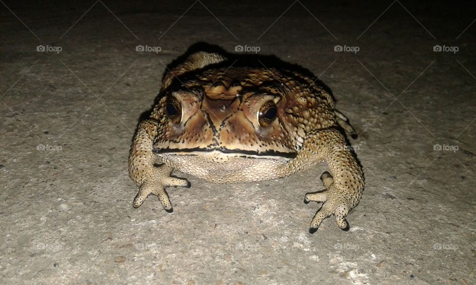 frog