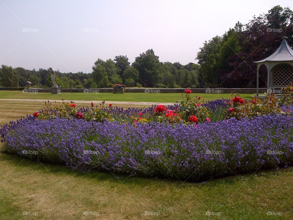 English country garden in July