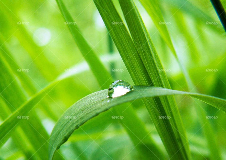 dew drop on the grass