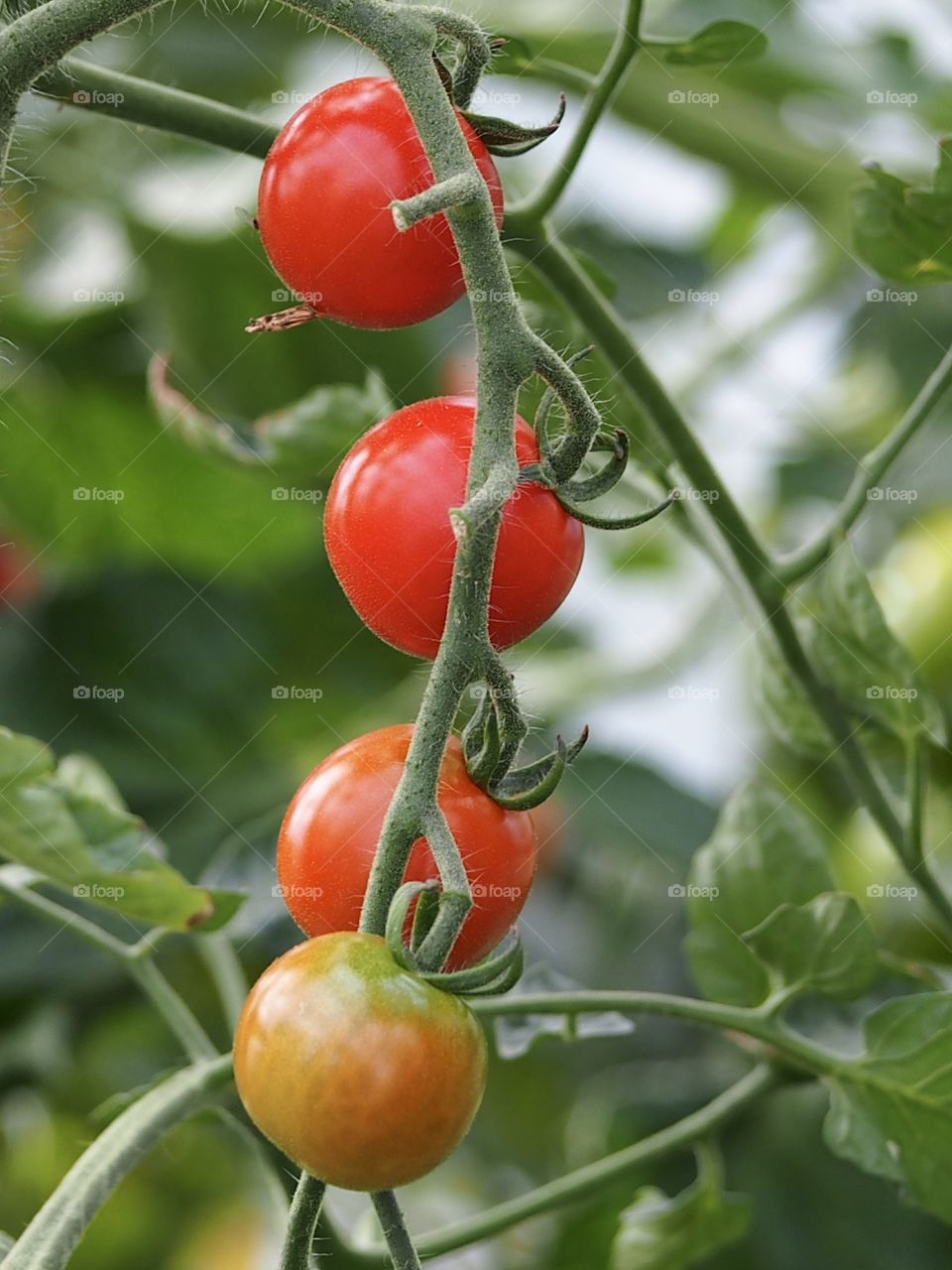 Tomatoes