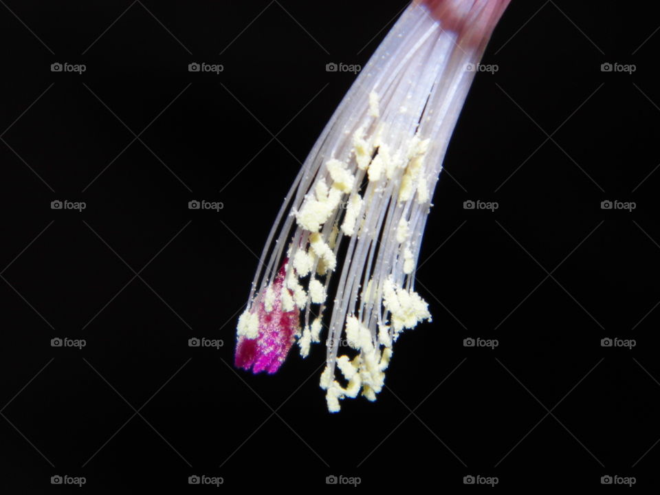 flowers in the dark or pollen