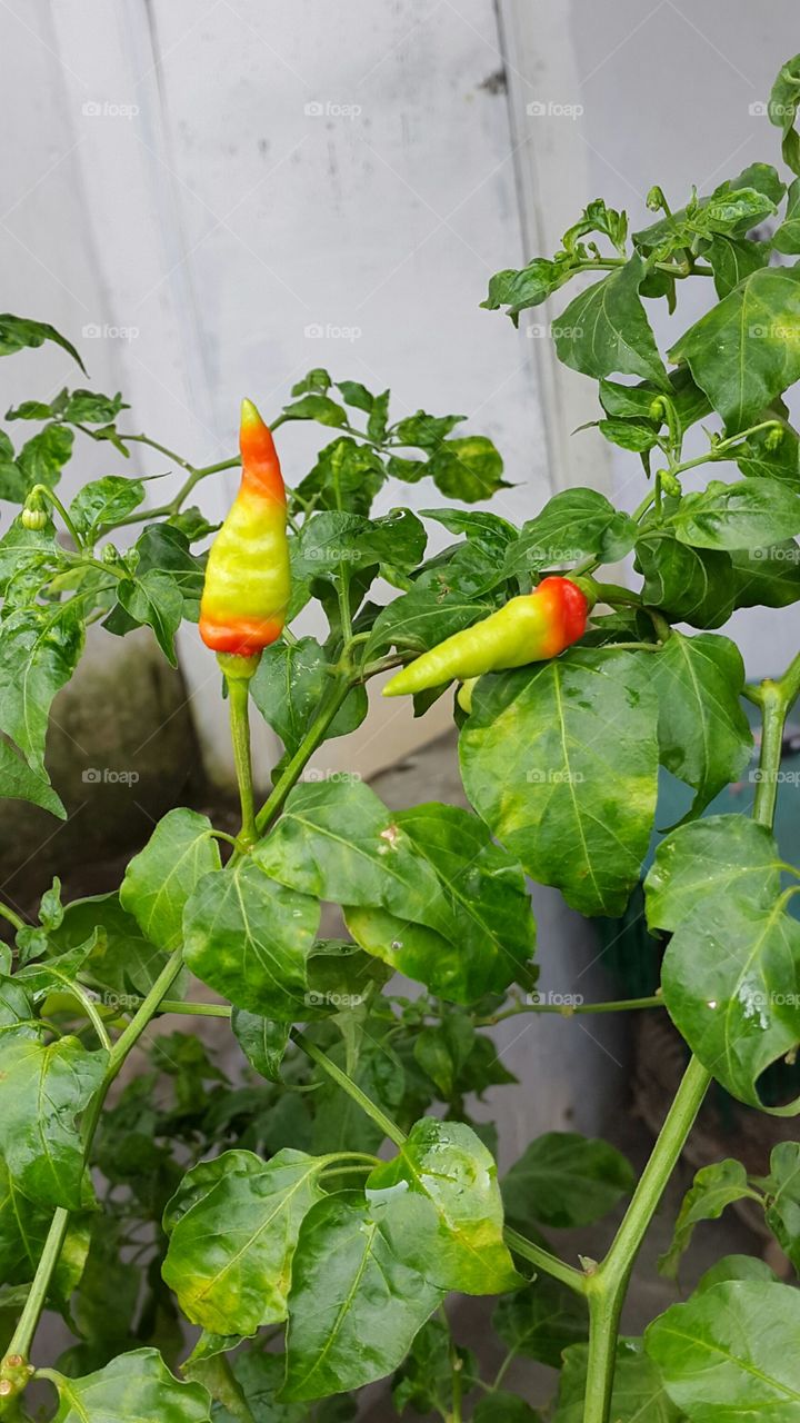 chilli that just like a rainbow