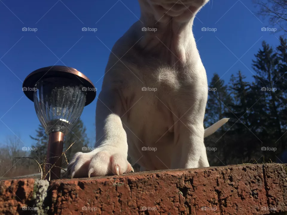 Cute dog