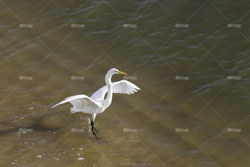 white heron perching on the seashore