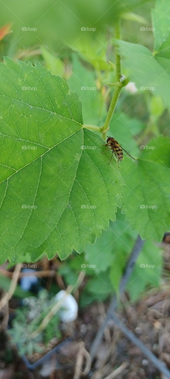 bee on leaf