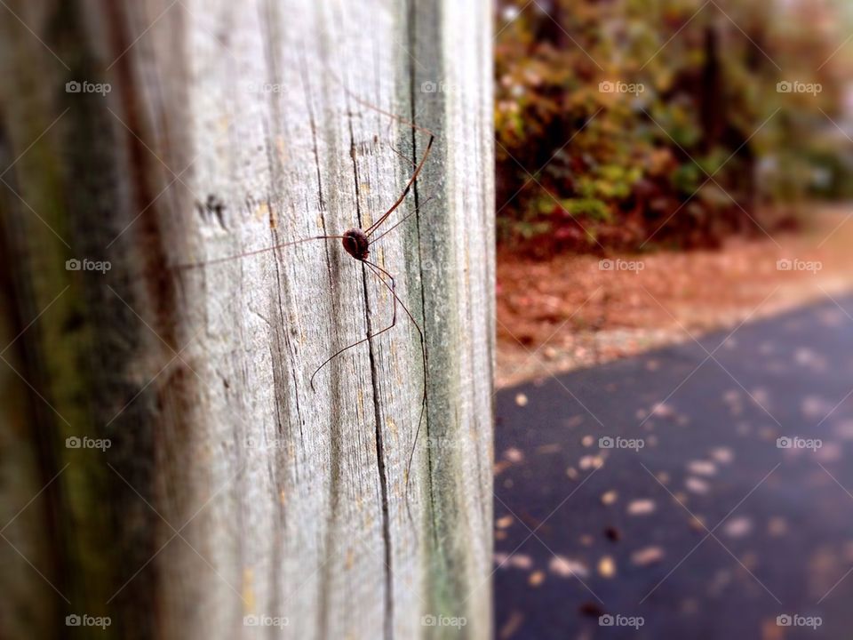 insect spider bug arachnid by cable