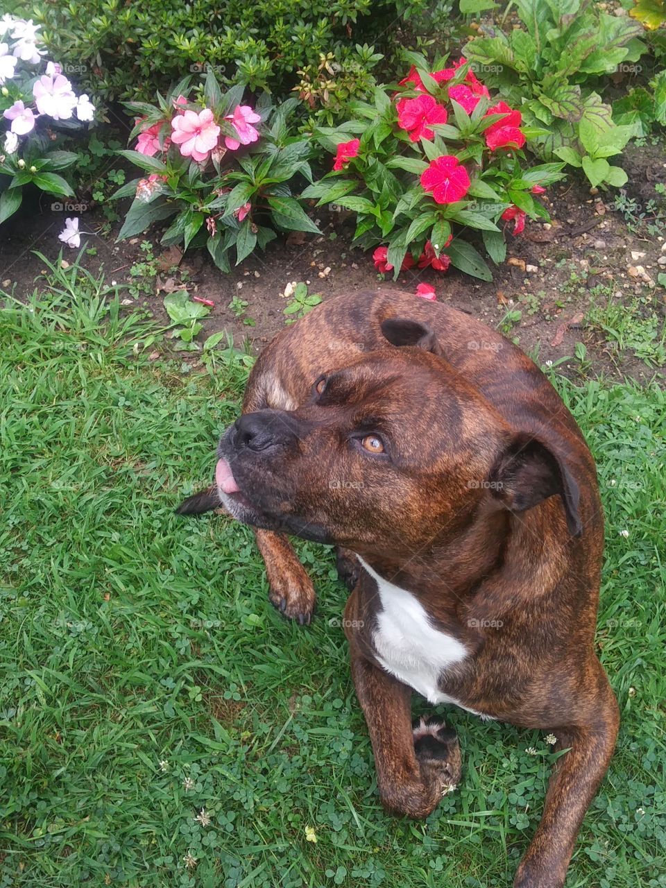 DIGGIE DOG with Flowers