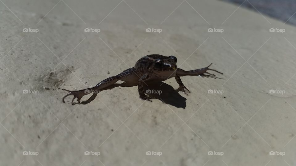 My New Yoga Instructor. This frog has skills and shares his technique with me.