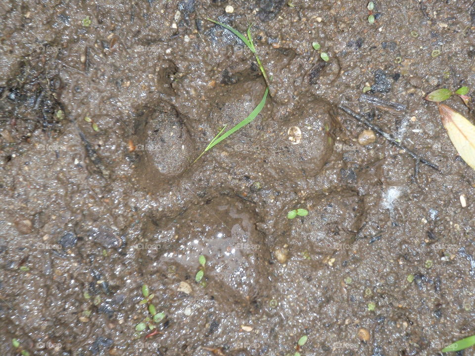 Muddy print . Dog paw print in the mud