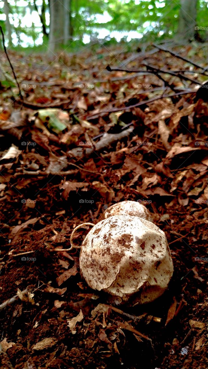 Round mushroom in a forest