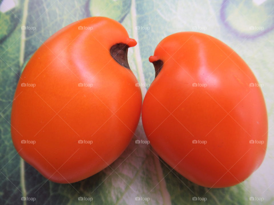 harvest orange tomatoes