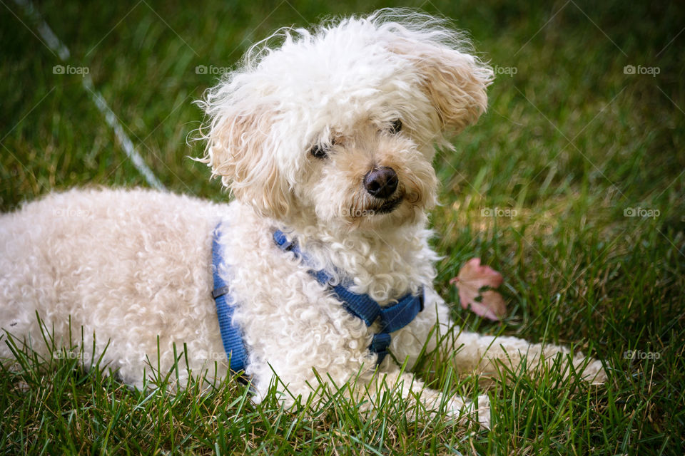 Cute little white poodle facing the camera with head tilted