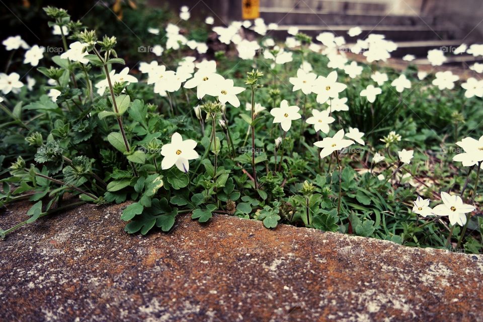Tiny White flowers by the street