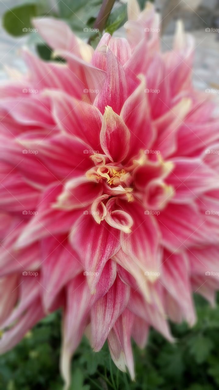 flower of love