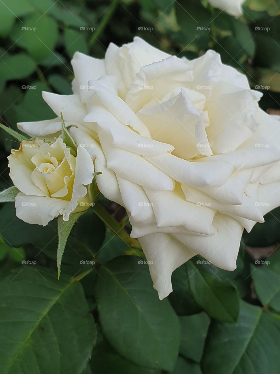 white roses big and small closeup