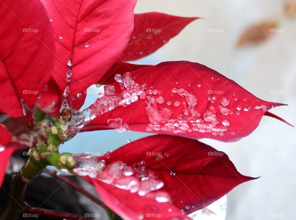 Poinsettia with ice