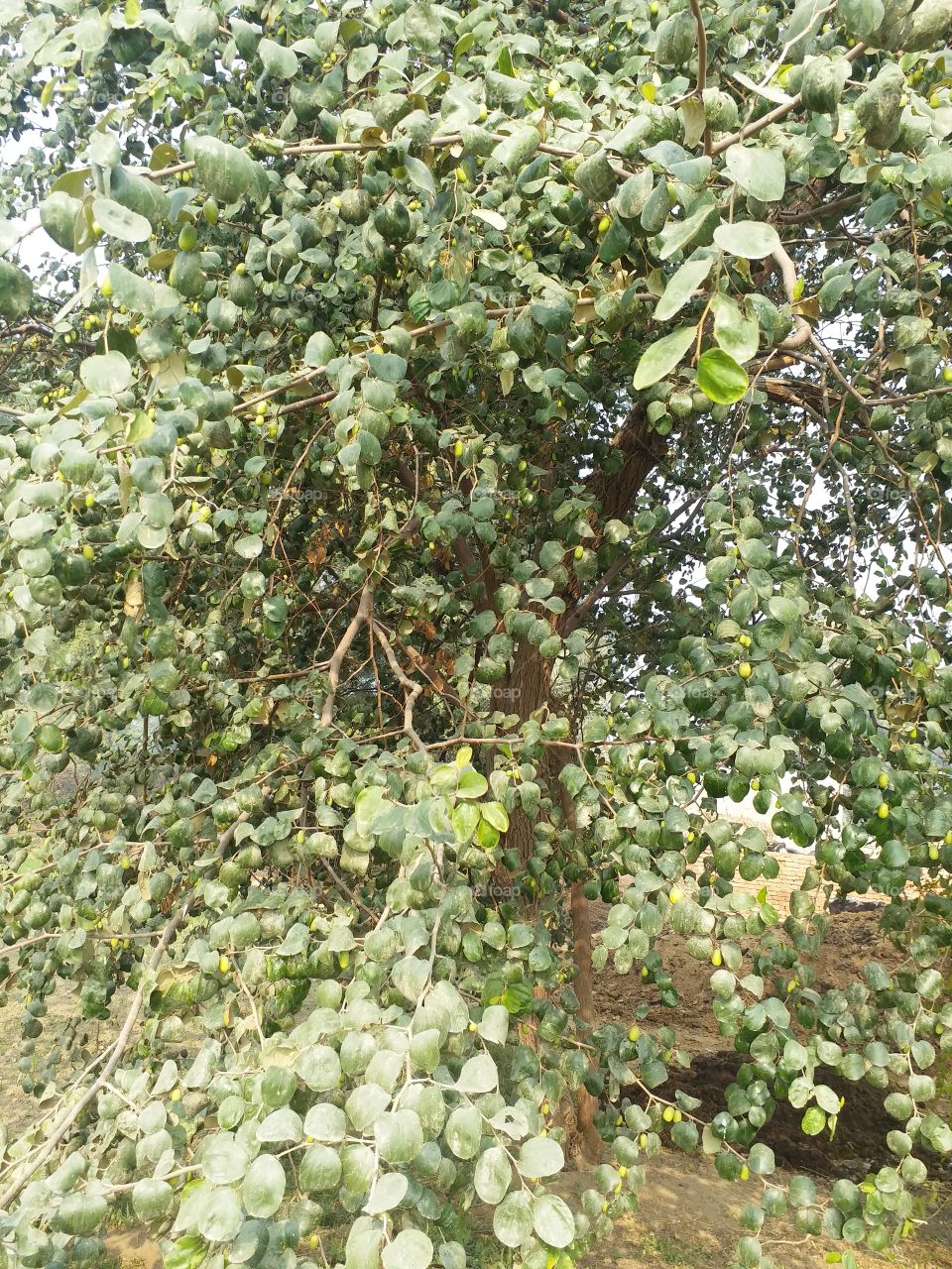 My own berry tree its so beautifull awesome...