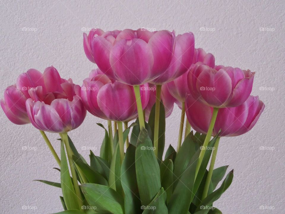 bunch of tulips. springflowers at the vase.