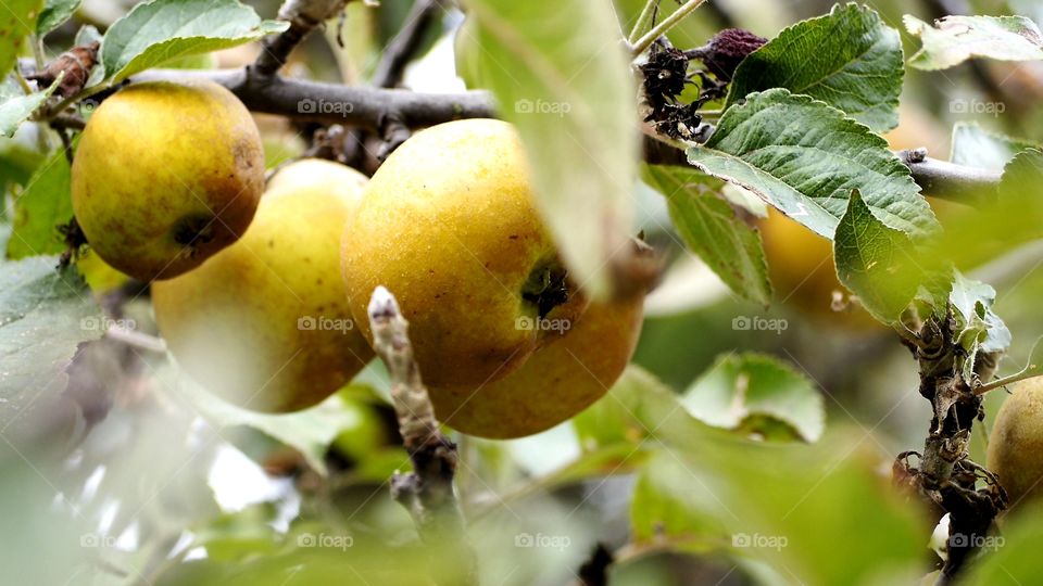Manzanas, pecado original
 Apples, original sin