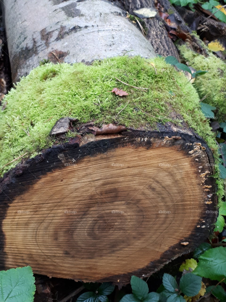 Wood, Nature, Tree, Log, Environment