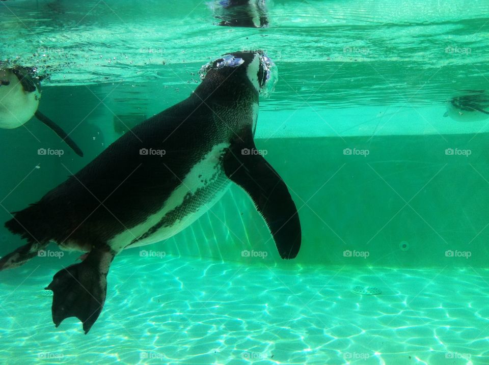 Penguin. Swimming water