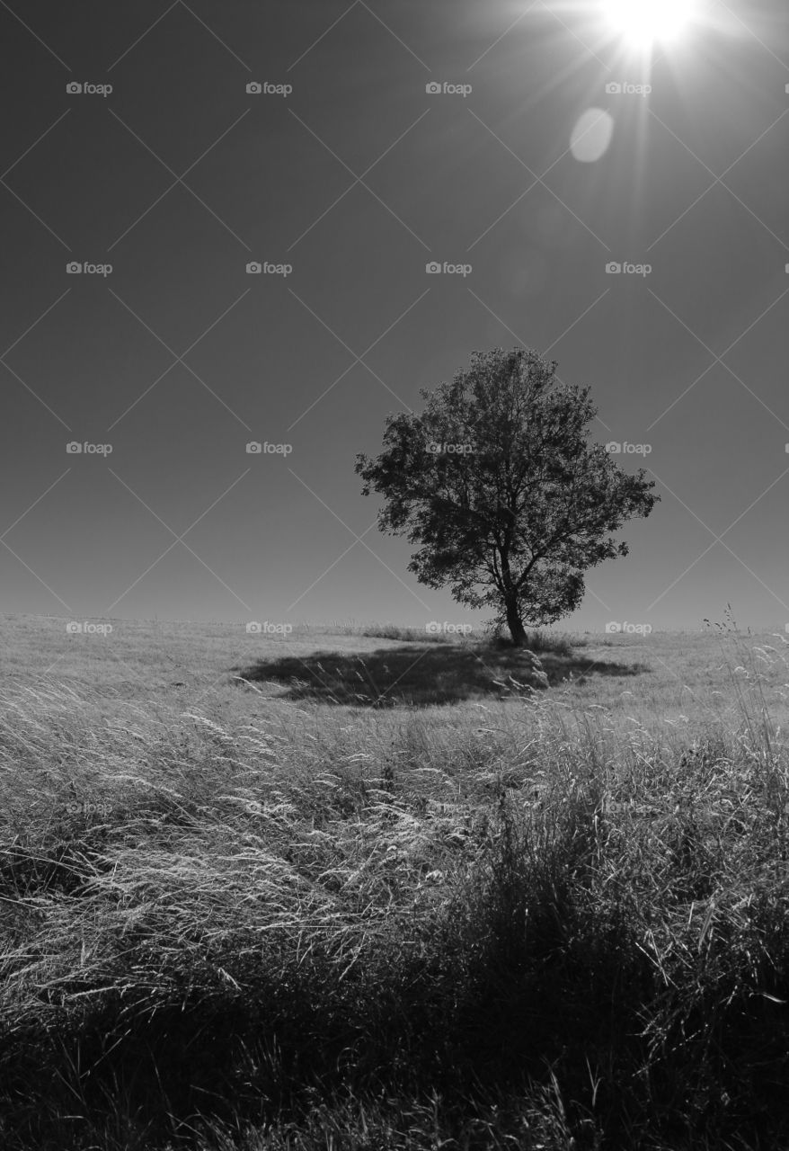 Tree on a hill infrared 
