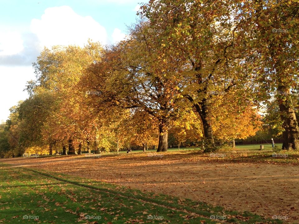 Autumn in Hyde park