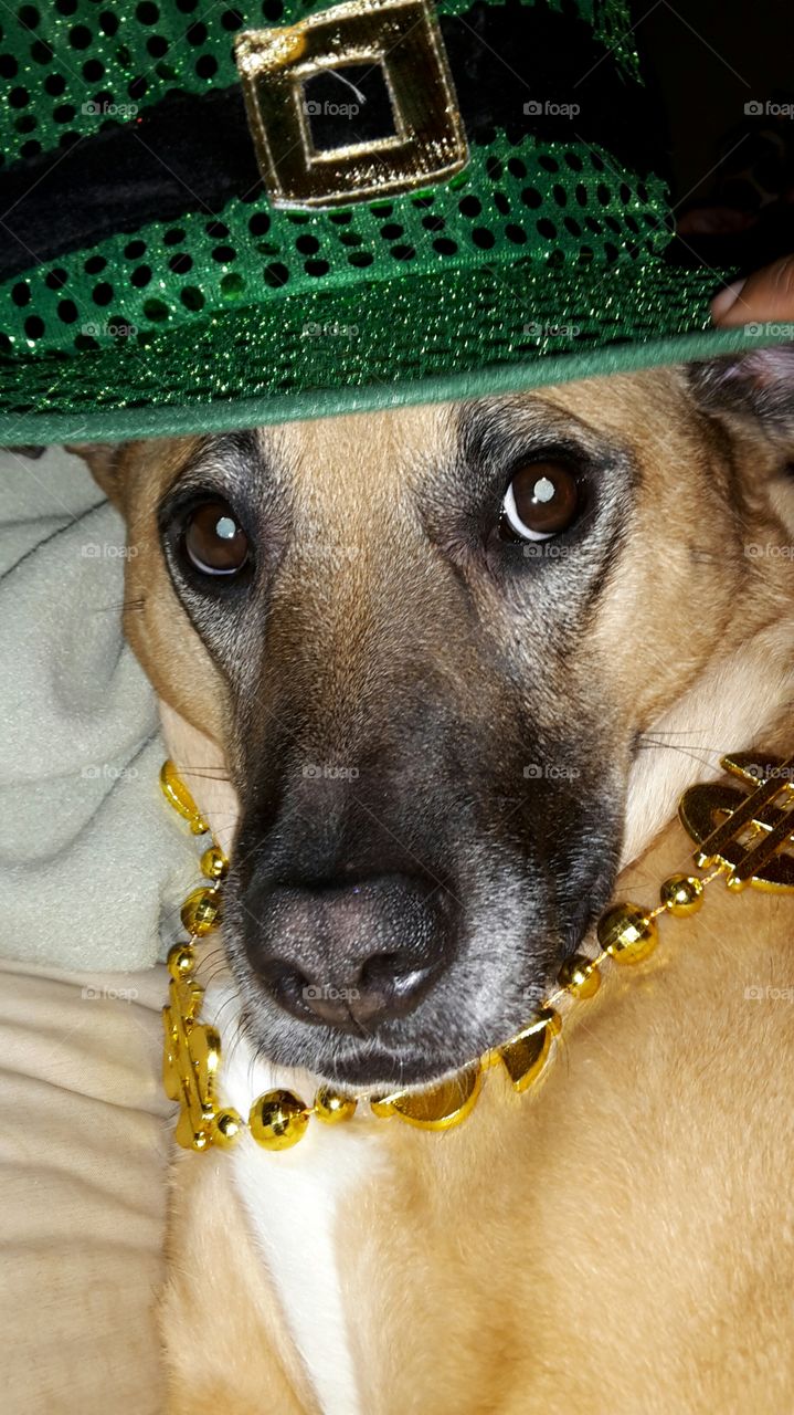 St. Patty's day dog . our dog Vega rockin the St. Patty's day attire