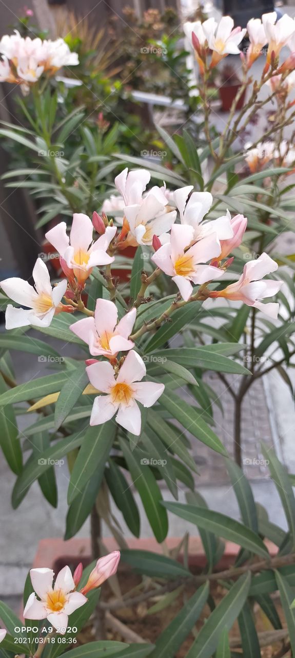 morning 🌅 flowers