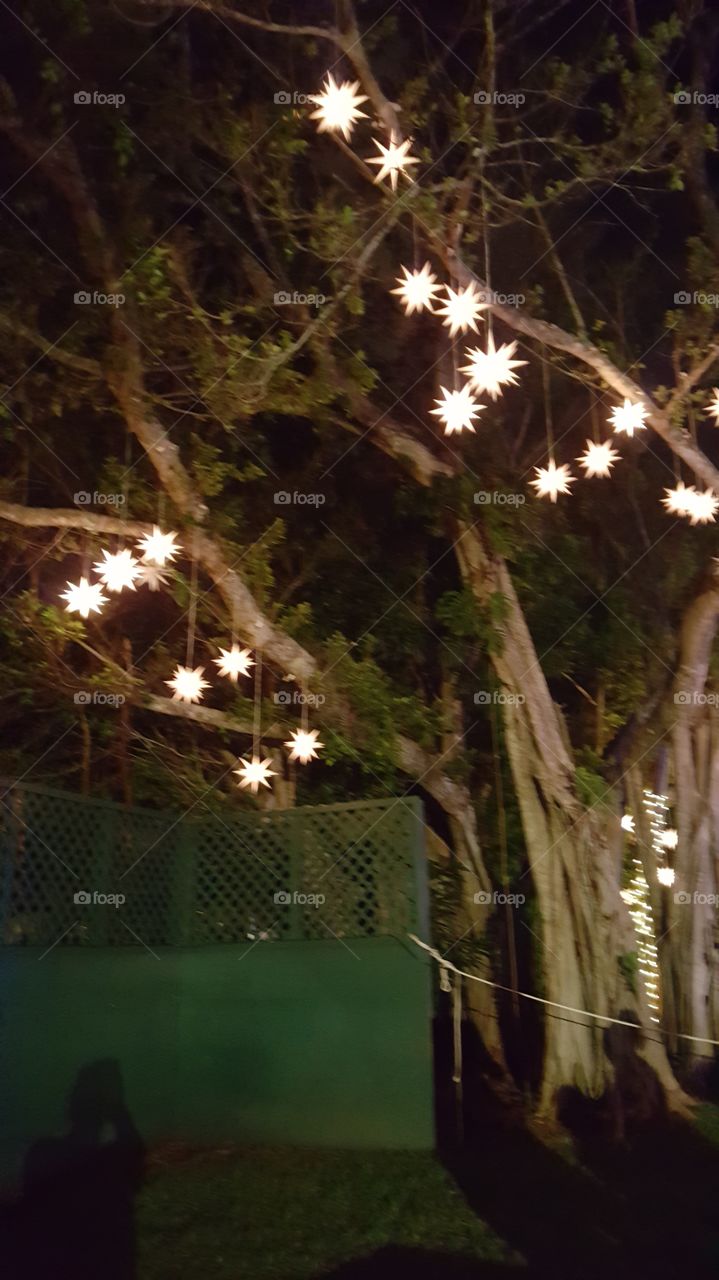 blurry stars in a tree