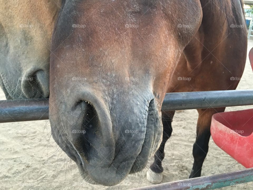 Horse poking head through corral fence