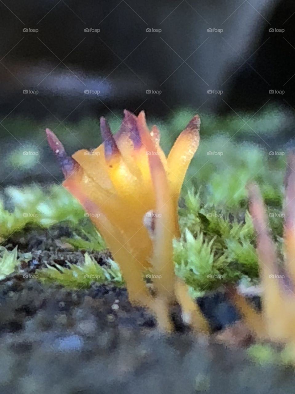 Tiny, purple-tipped bright yellow fungus flowers out from a cut stump slice- winter rarity.