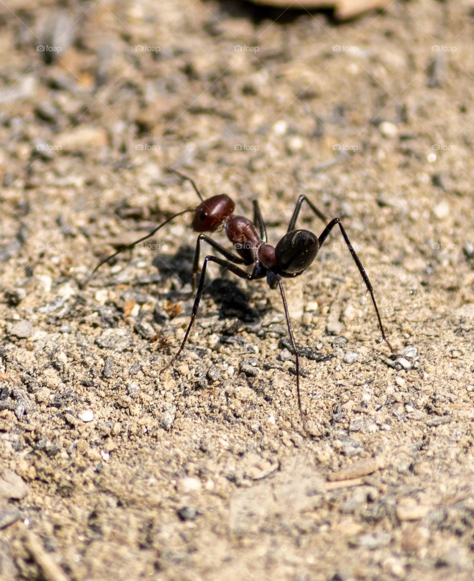 Macro shot of moving ant