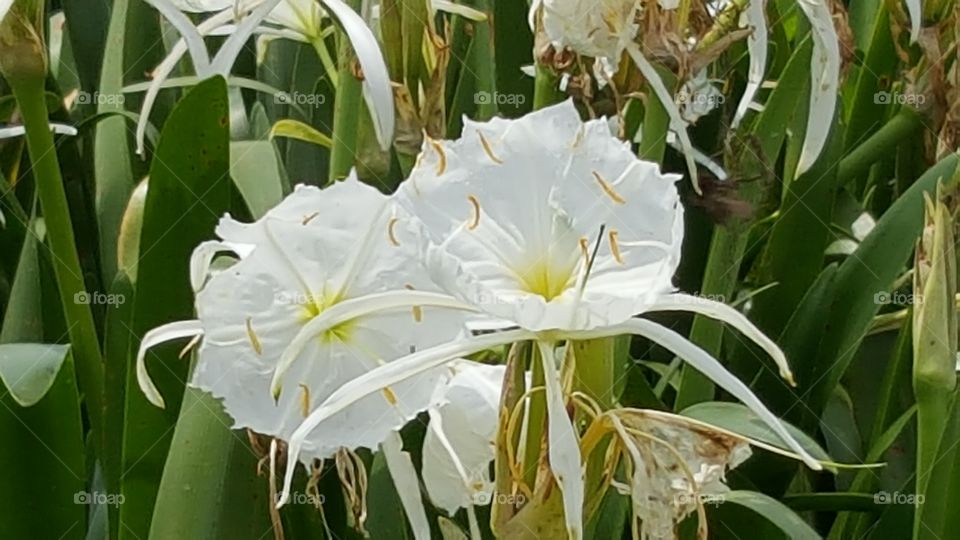 Lilies bloom on the river