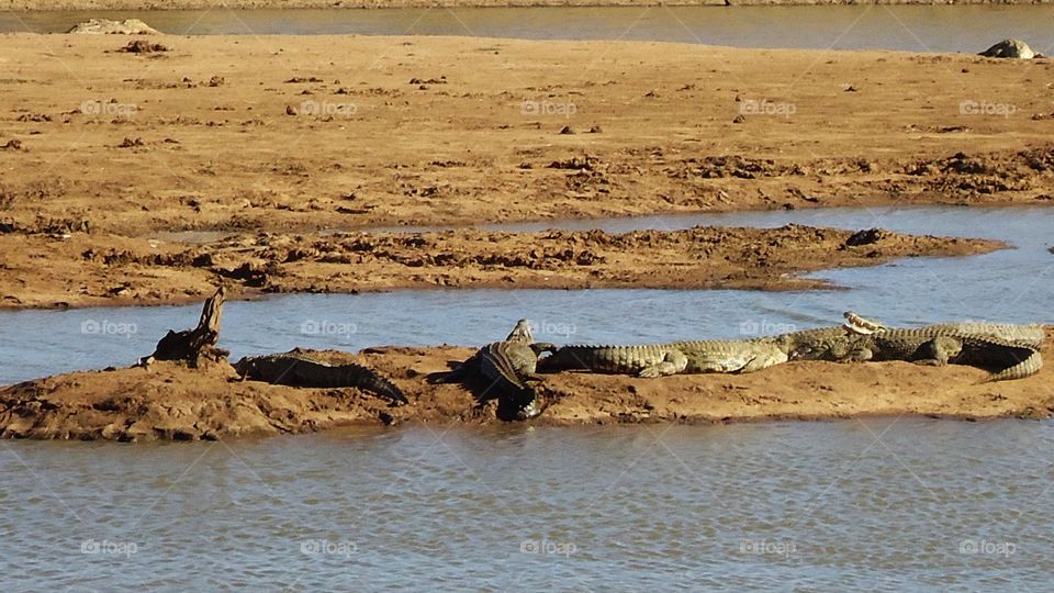 Crocodiles laying in the sun on a small island