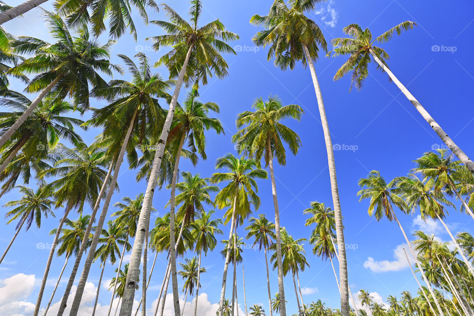 Coconut trees on tropical beach