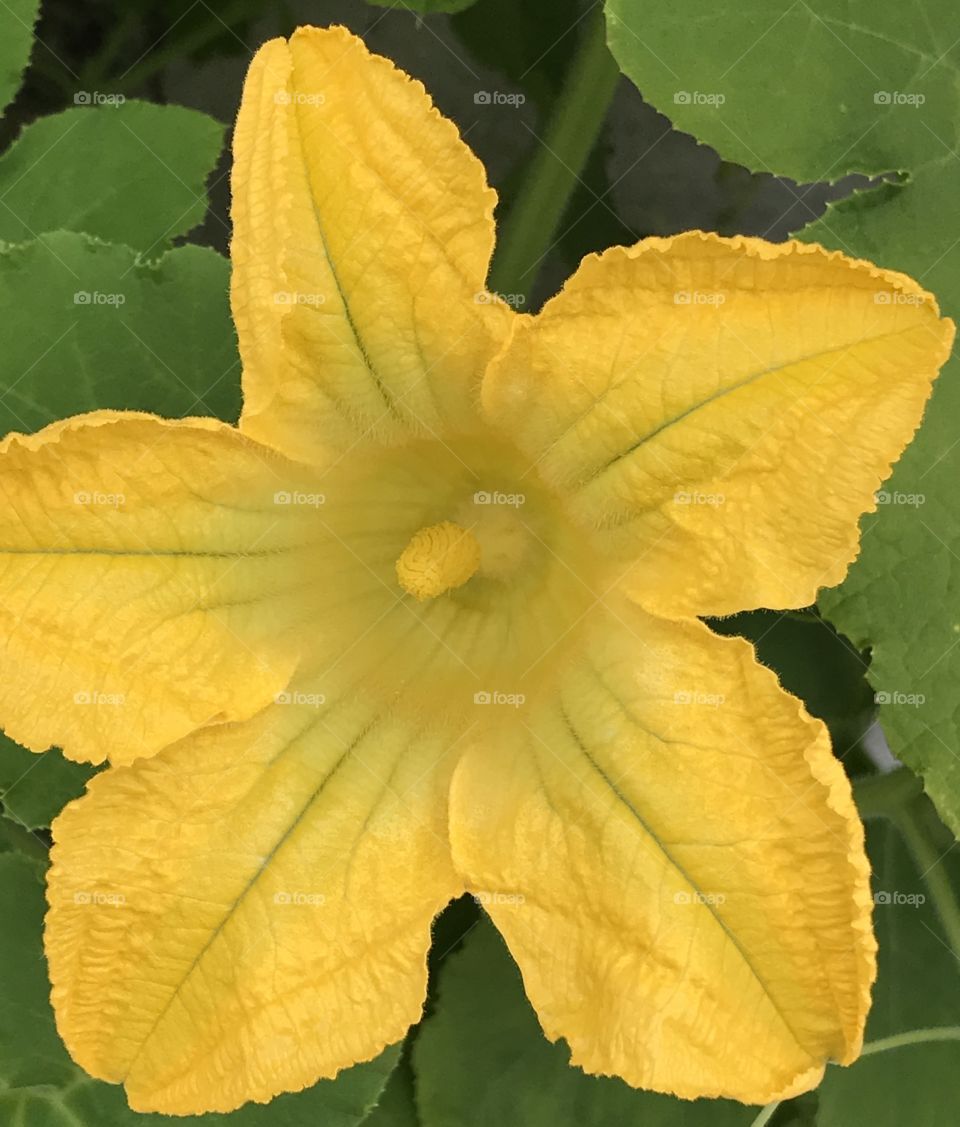Bright yellow squash flower 