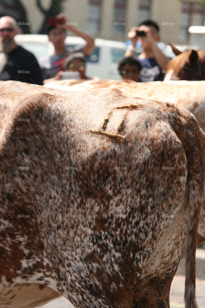 Stock Yards Cattle Drive