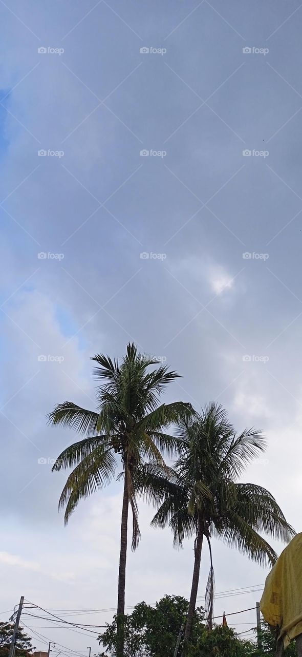 white cloud with coconut tree