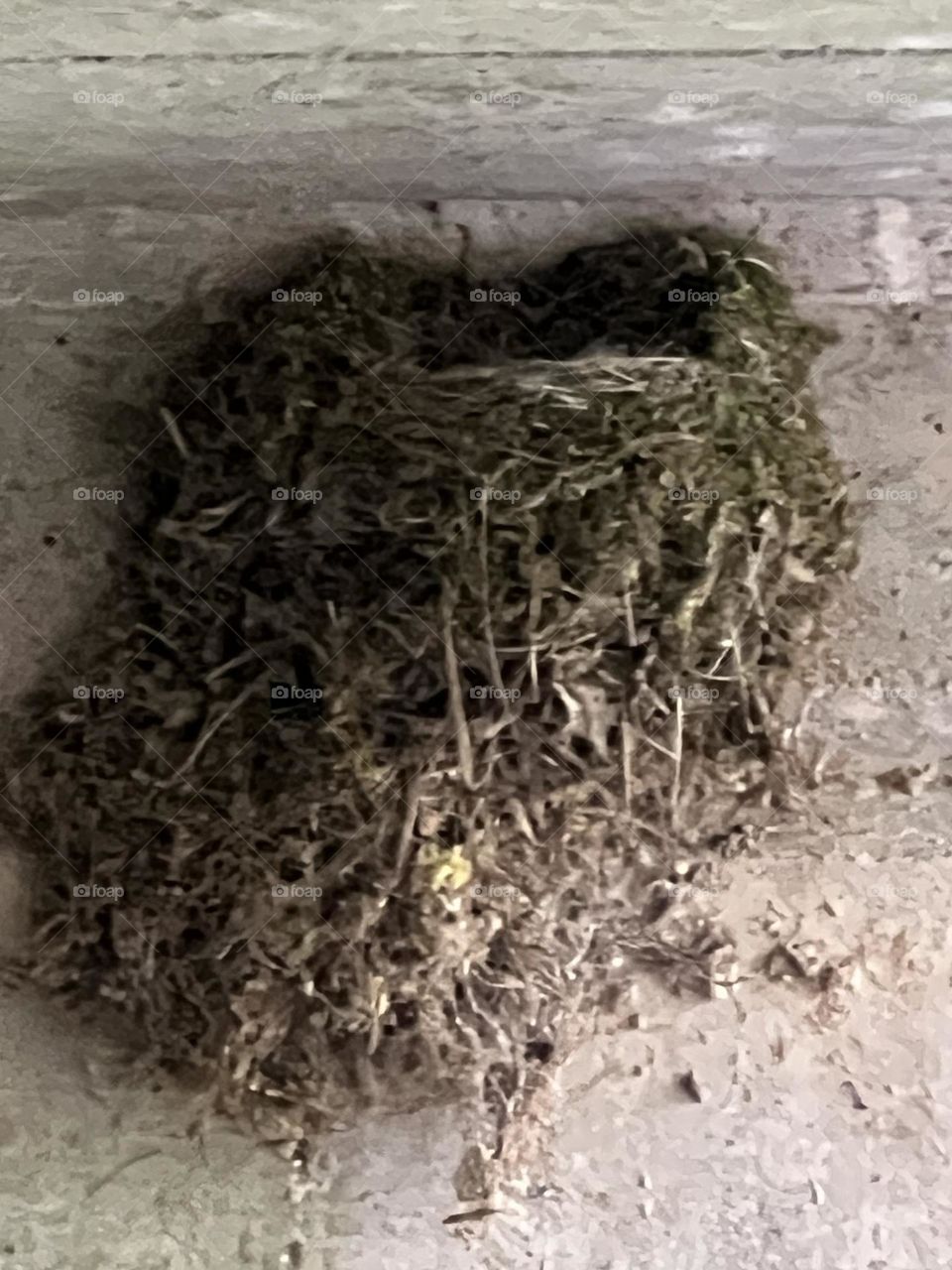 Chimney Swift nest