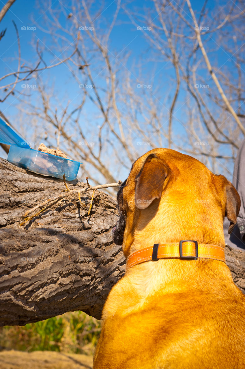 Funny image of dog looking for food on a tree stump